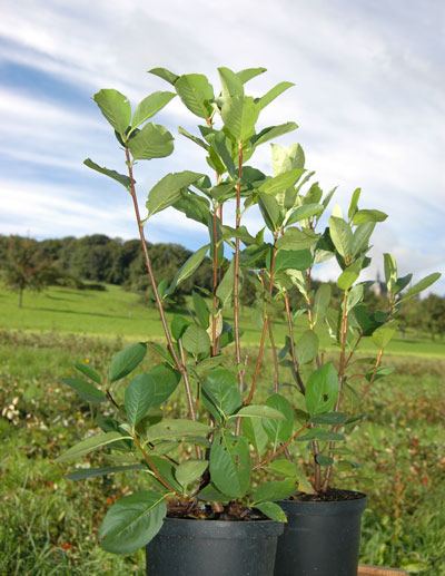 Aronia Produkte